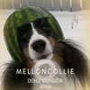 Melloncollie Duo