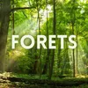 About FOREST Song