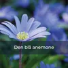 Den blå anemone (Hvad var det dog der skete?)