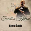 About Yavru Şahin Song