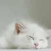 龙猫睡觉
