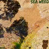 Sea Weed