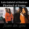 About Floare din Spini Song