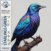 About Starlings Green Song