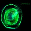 Apoptose 3