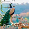 About Peacock Dance Flute Song