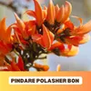 About PINDARE POLASHER BON Song