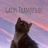 About Gatos Tranquilos Song