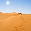 About Camels Song