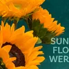 About Sunflower Song