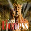 About lioness Song