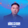 Bông Cỏ May