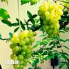 Tensan