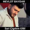 Sarı Çiğdem Gibi