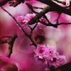 About Hanami Song