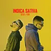 Indica Sativa