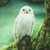 About Whiite Owl Song