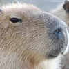 About Capybara Song