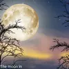 The moon in