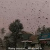 Rainy Season Wrapped In
