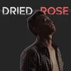 Dried Rose