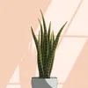 About Sansevieria Song