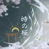 About 時の桜 Song