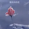 About 寒风中的花 Song