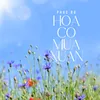 About Hoa Cỏ Mùa Xuân Song