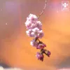 About Cherry Blossom Song