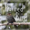RAINED BIRD