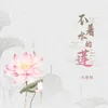 About 不着水的莲 Song