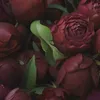 500 ROSES