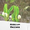 Nobelium Vaccinia