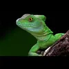 About Lagartijo, Iguana, Lagarto Song