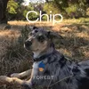 About Chip Song
