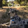 Chip