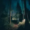 Night in the forest