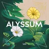 Alyssum