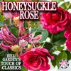 Honeysuckle Rose