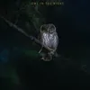Owl in the night