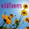 About Wildflowers Song