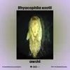 About Rhyacophila Exotii Song