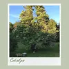 Catalpa