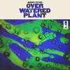 About Over-Watered Plant Song