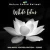 White Lotus - 528Hz Relaxation Music with Nature Sounds