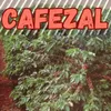 About Cafezal Song