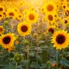 About Girasoles Song