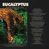 Eucalyptus