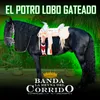 About El Potro Lobo Gateado Song